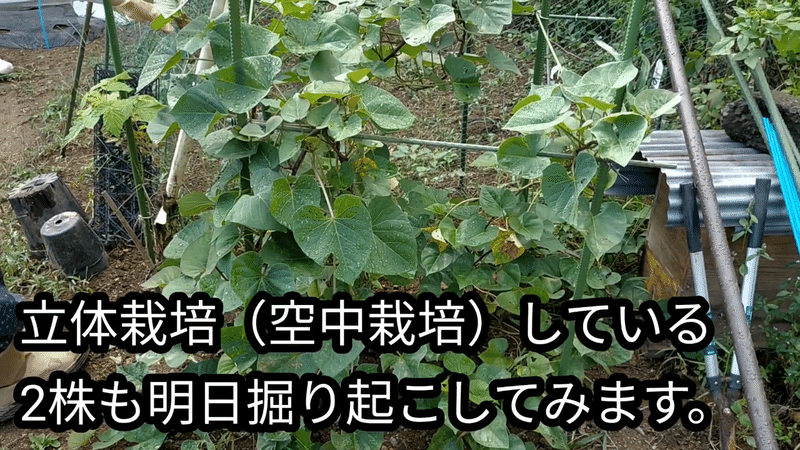 さつまいも 栽培方法と収穫について解説します 井上寅雄農園 井上隆太朗 Note
