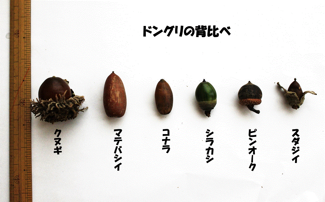 地球食研究所 活動レポート 縄文の主食ドングリを味わう Vivita Tokatsu Note 地球食研究所 活動レポート 縄文の主食ドングリを味わう Vivita Tokatsu Note