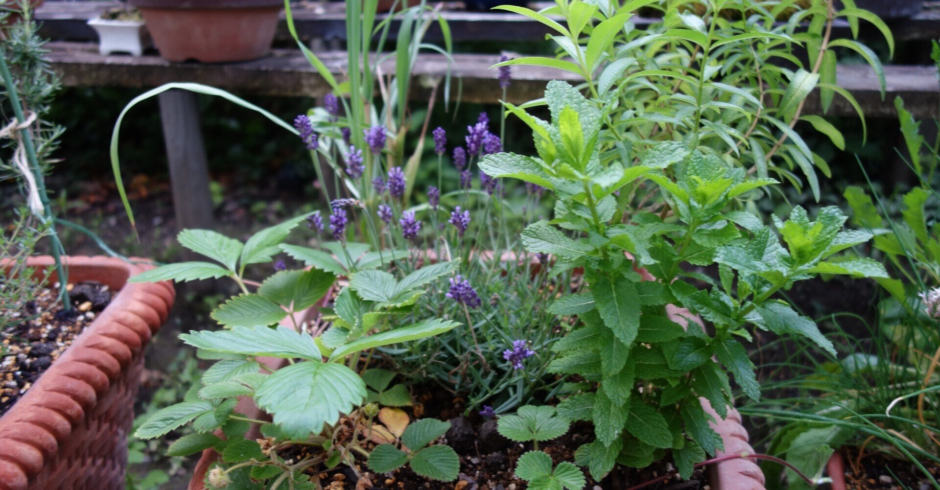 失敗しないハーブの寄せ植えの作り方｜MU・ハーブガーデン