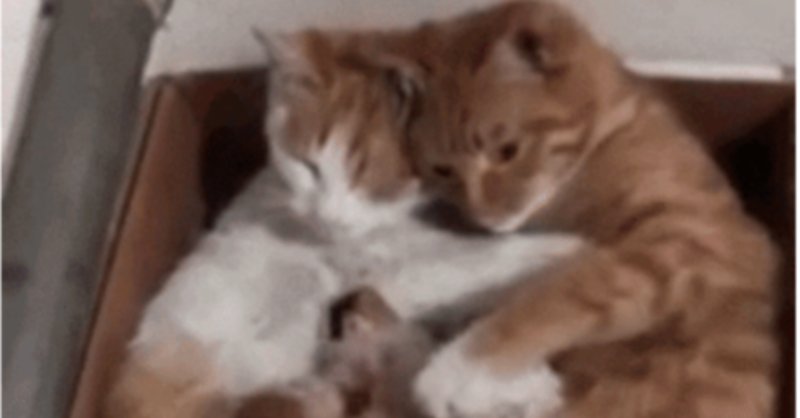 面白い動物動画 の新着タグ記事一覧 Note つくる つながる とどける