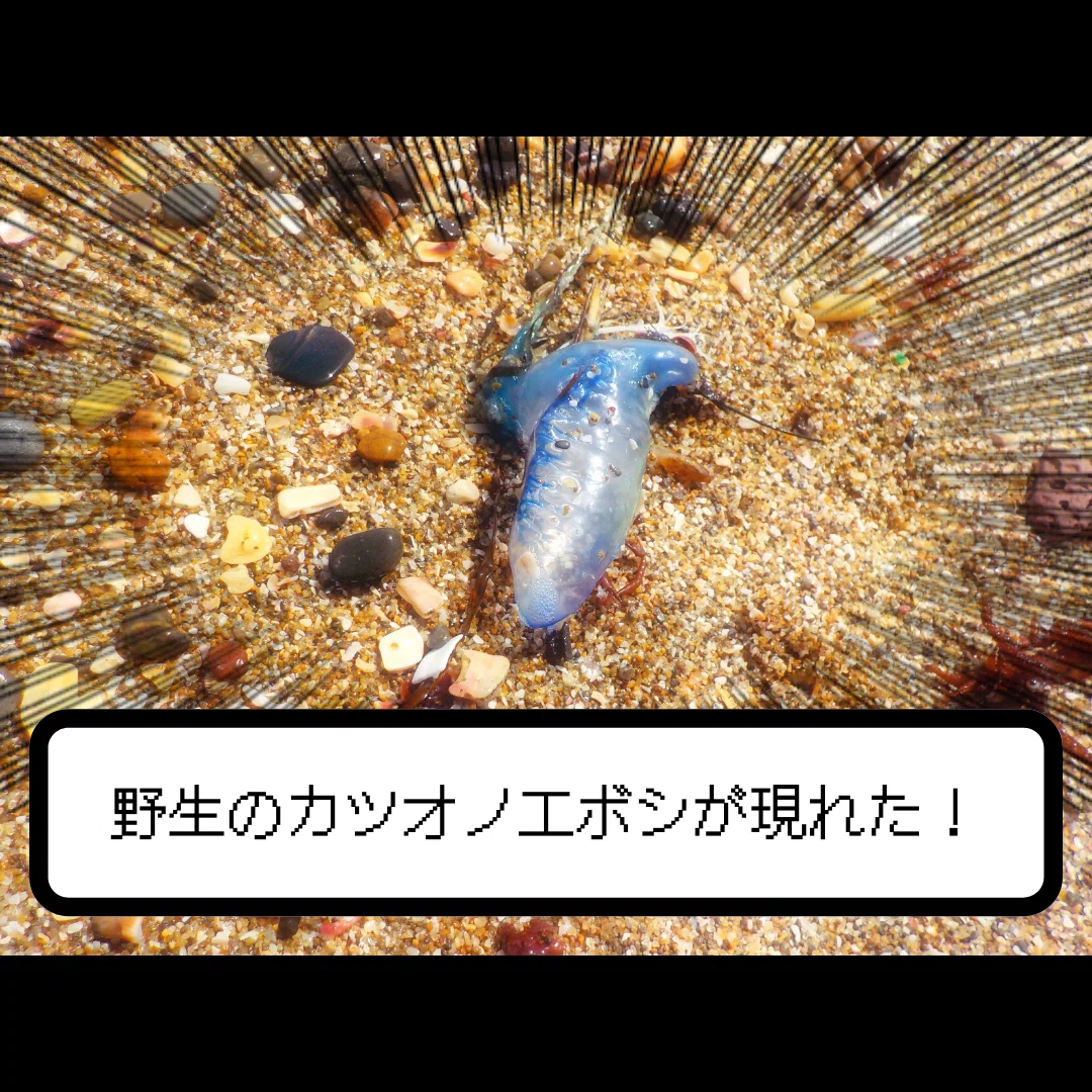 野生のカツオノエボシが現れた テブゴン Note