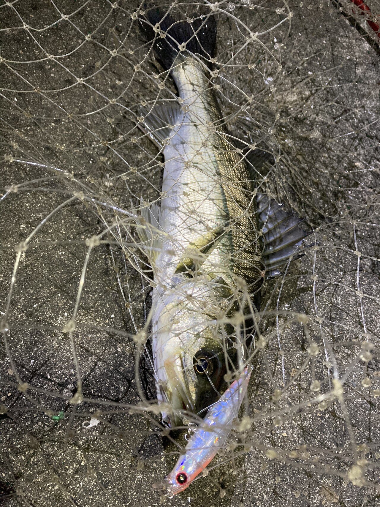 大阪シーバス ２０２１年９月の釣果とアルカリシャッドのオススメカラー 寝るか釣りか ドブ川シーバスゲーム Note