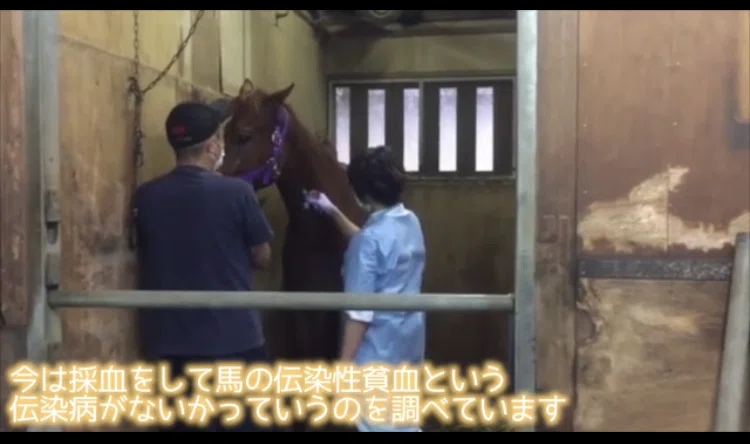ウマ娘」好きオッサン記者が自社競馬サイトを試してみた（その3）｜東 