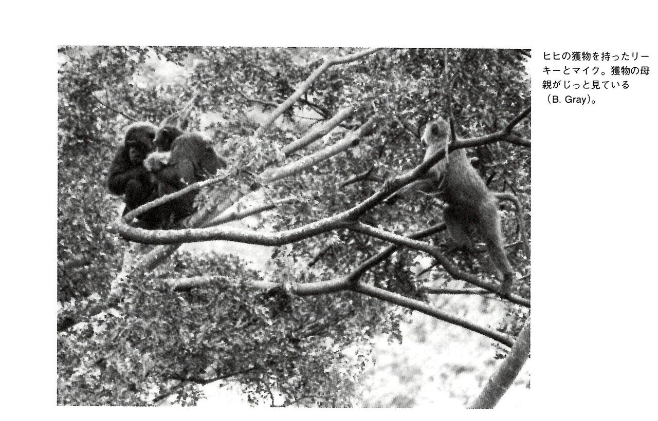 211006グドール『野生チンパンジーの世界』p.286写真