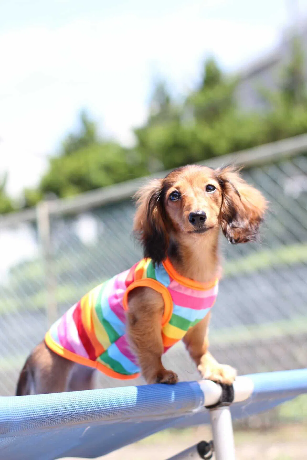 犬だけどTikToker！ ダックスフンド「さんちゅ」の飼い主さんに