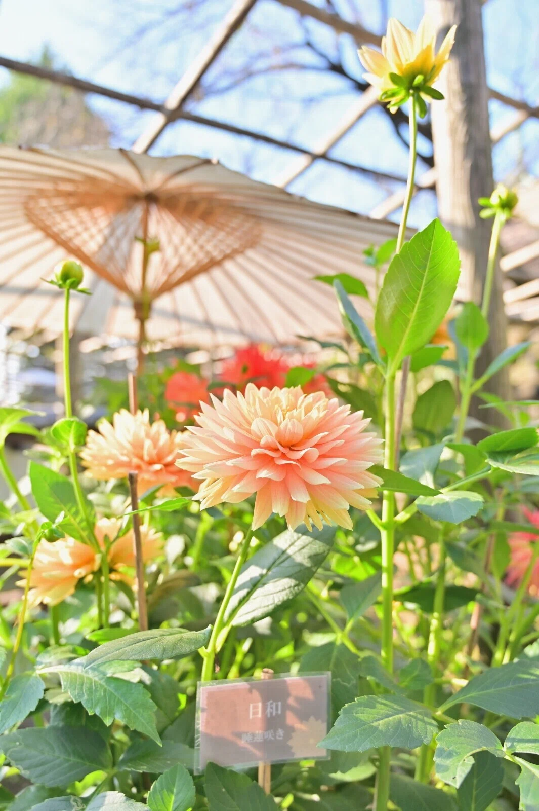 画像11