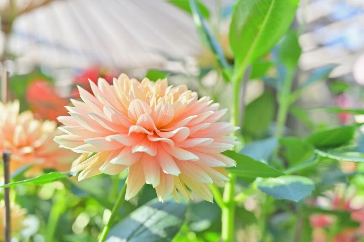画像12