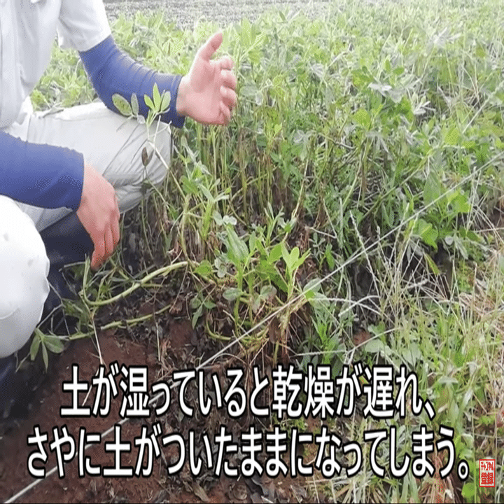 落花生 収穫と乾燥のポイントについてご紹介します 井上寅雄農園 井上隆太朗 Note