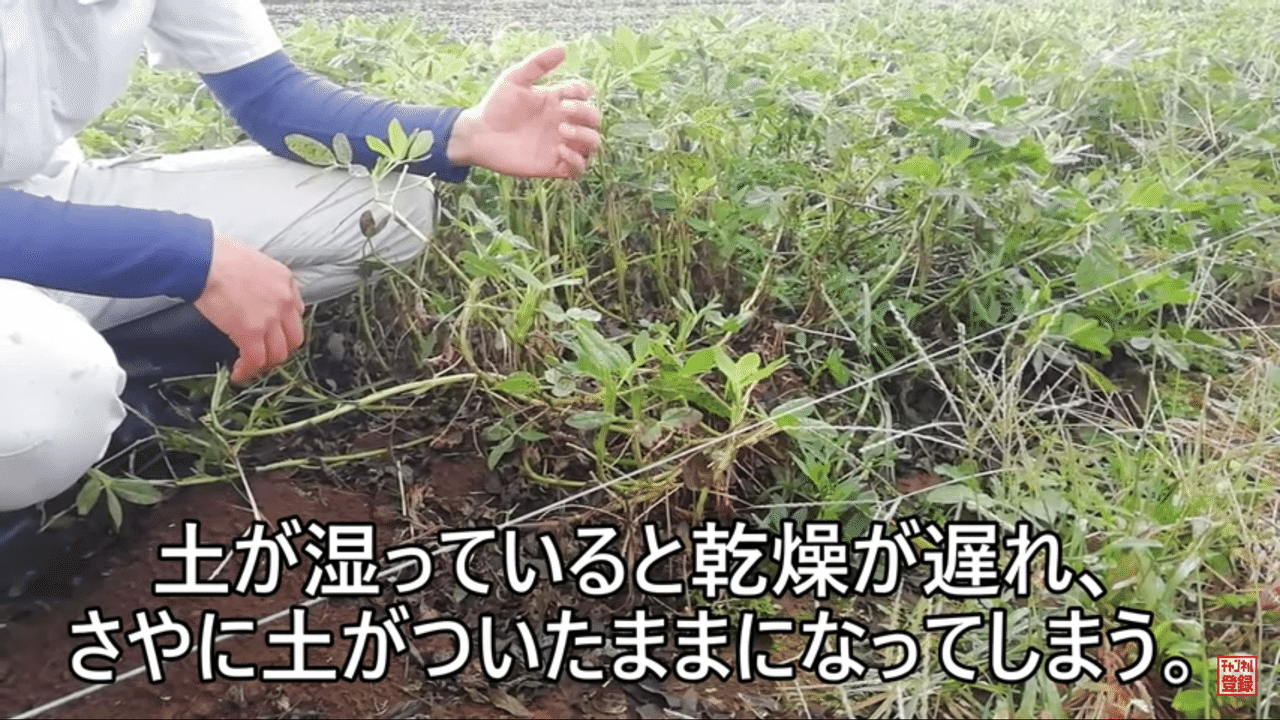 落花生 収穫と乾燥のポイントについてご紹介します 井上寅雄農園 井上隆太朗 Note 落花生 収穫と乾燥のポイントについてご紹介します 井上寅雄農園 井上隆太朗 Note