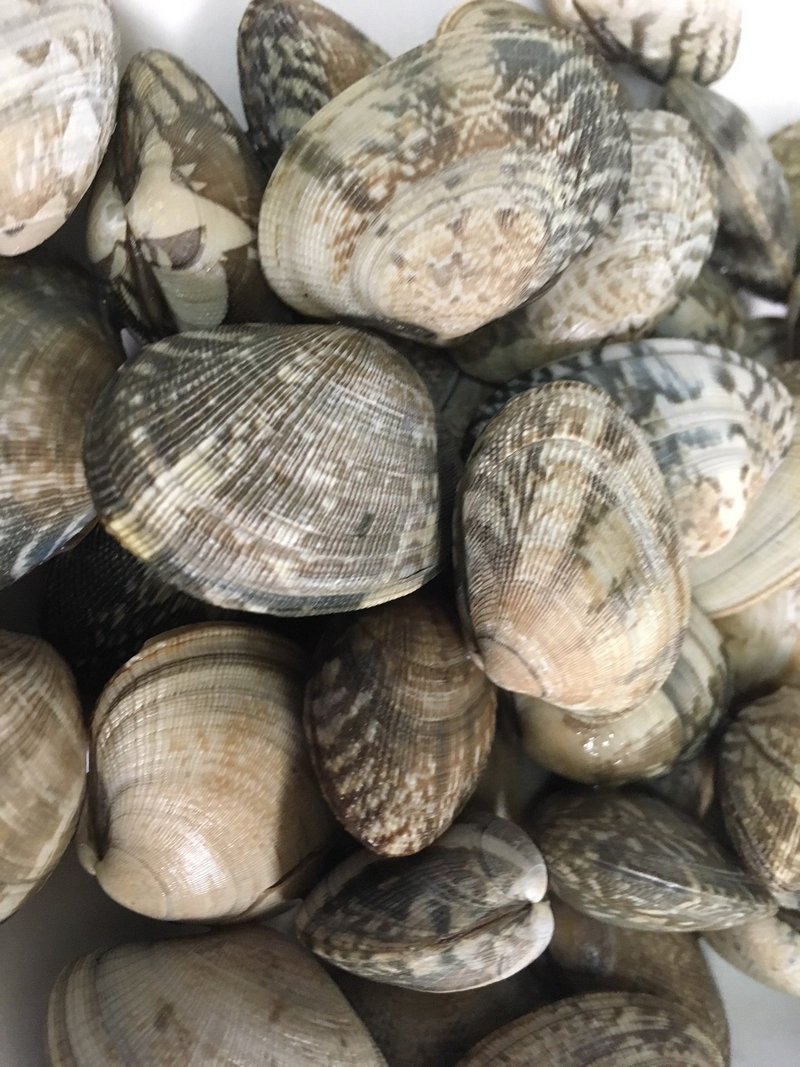 双子生活 潮干狩りに行ってみたけど まったく狩ることができず 夫婦で双子を抱っこしながら海で立ち尽くす苦行 工藤啓 Note