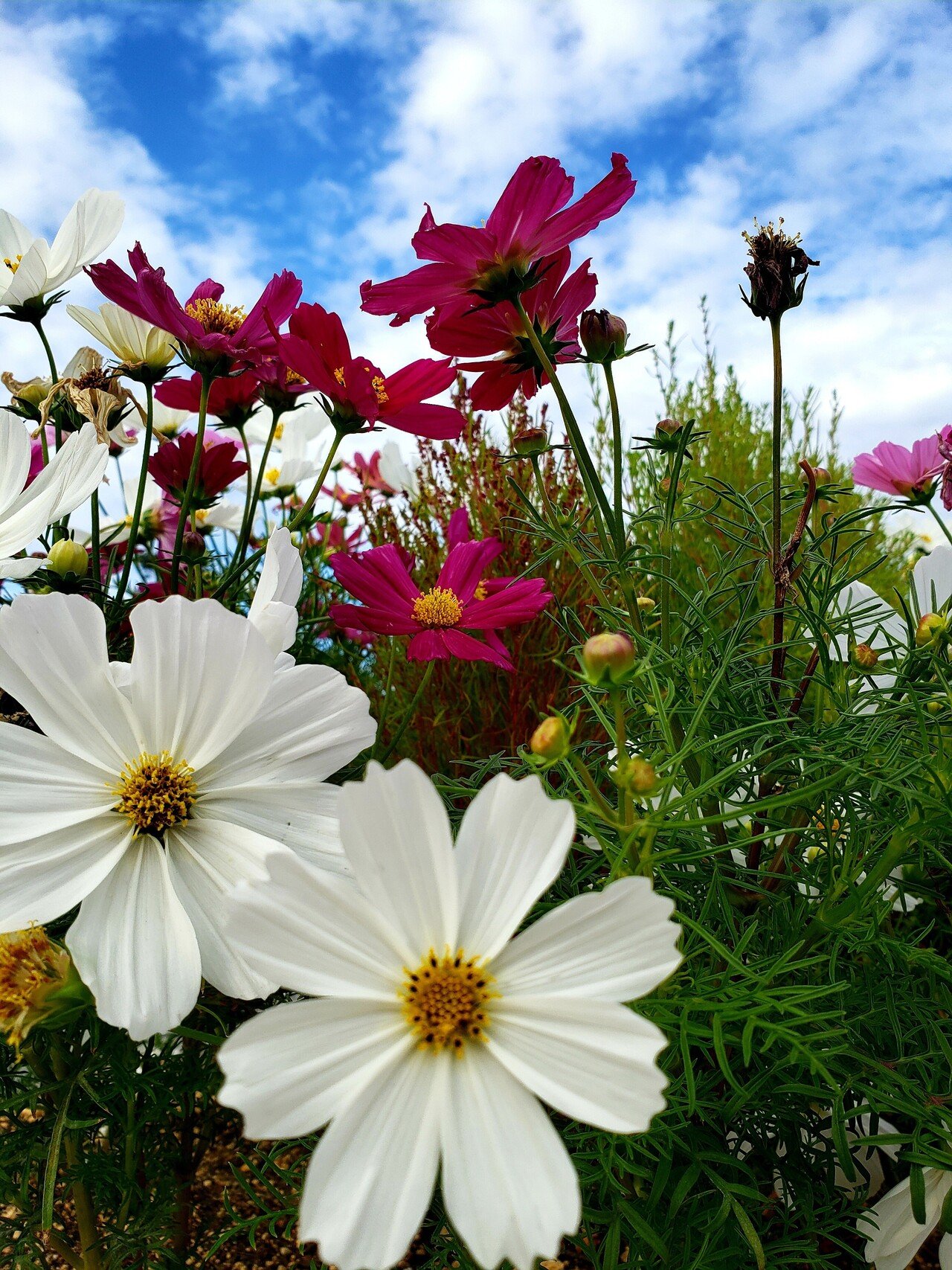 万博記念公園のコスモス ひばりん Note