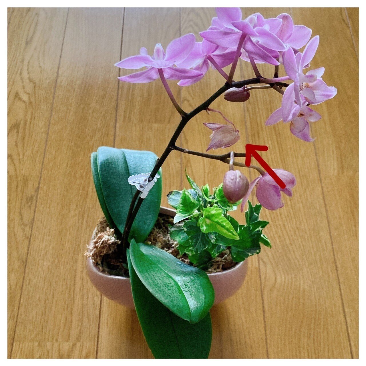 鉢底と観葉植物に注意】胡蝶蘭屋の中の人がミニ胡蝶蘭をそだてる日記