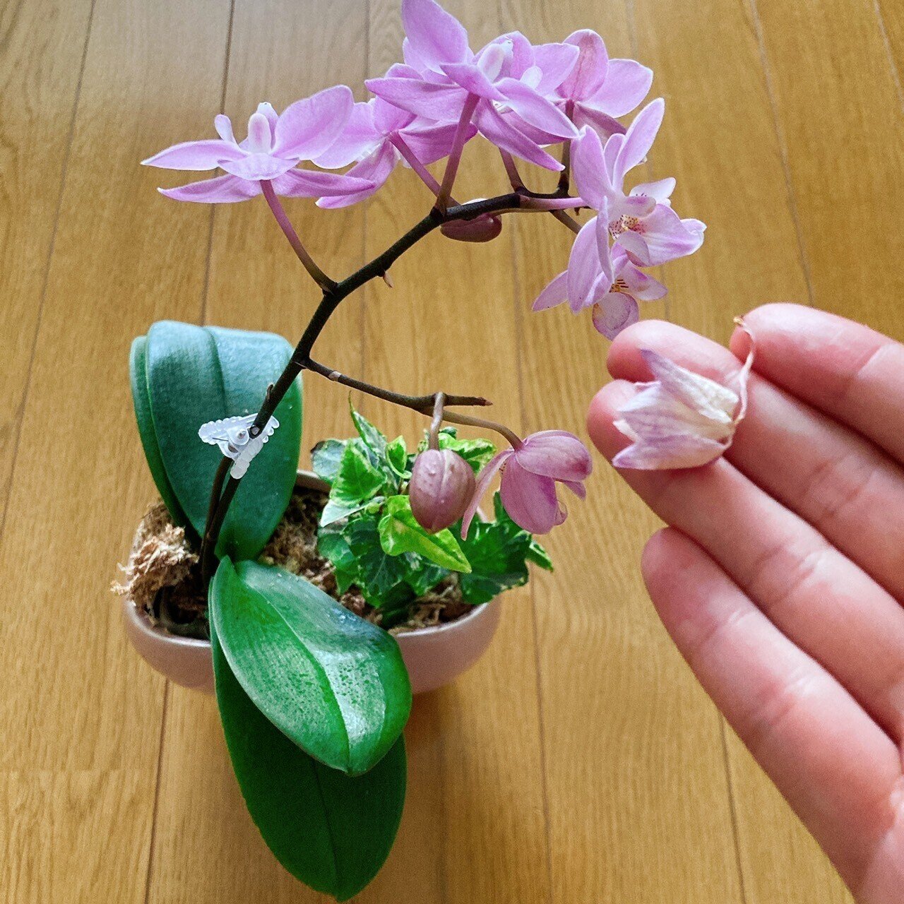 鉢底と観葉植物に注意】胡蝶蘭屋の中の人がミニ胡蝶蘭をそだてる日記