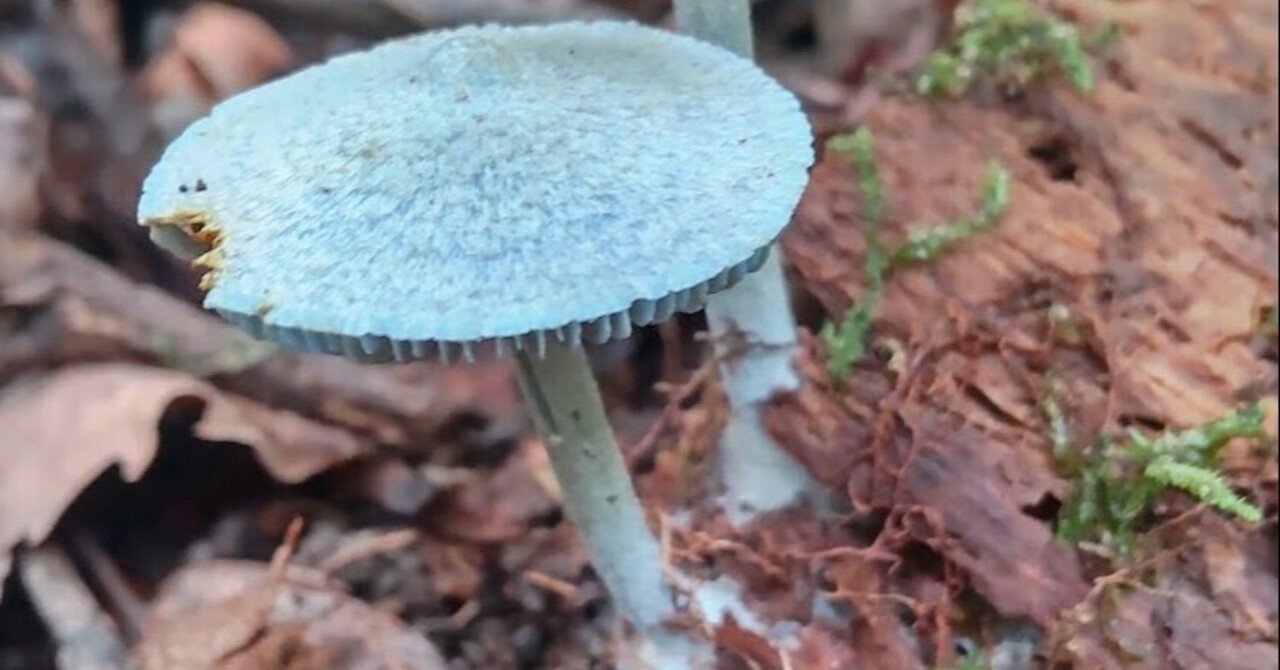 幻の青いキノコ！ソライロタケを食べてみた！｜すずめ