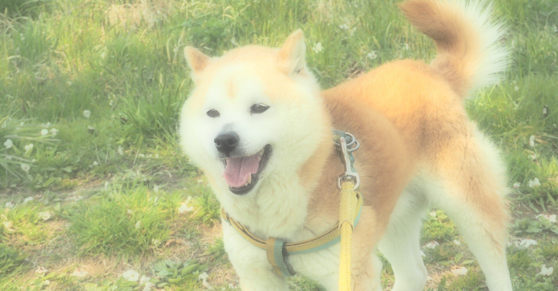 読書ログ ケチを極めた芸人道 シューマッハ中村竜太郎 著 こまみそ Note