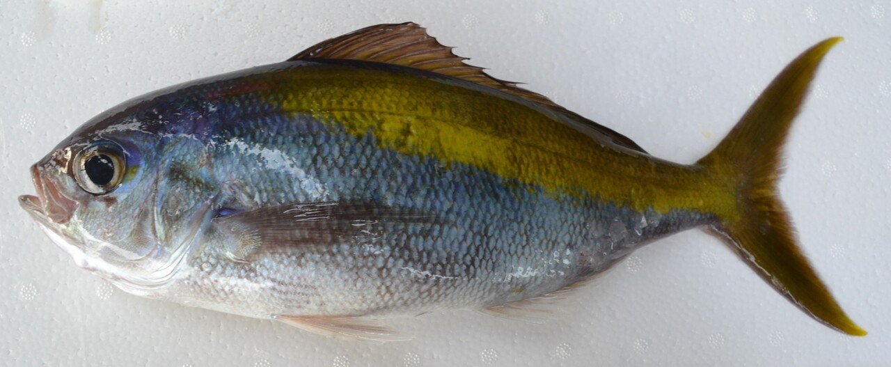 おいしい魚の食べ方シリーズ２｜三宅支庁産業課｜note