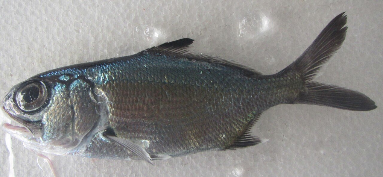 おいしい魚の食べ方シリーズ２｜三宅支庁産業課｜note