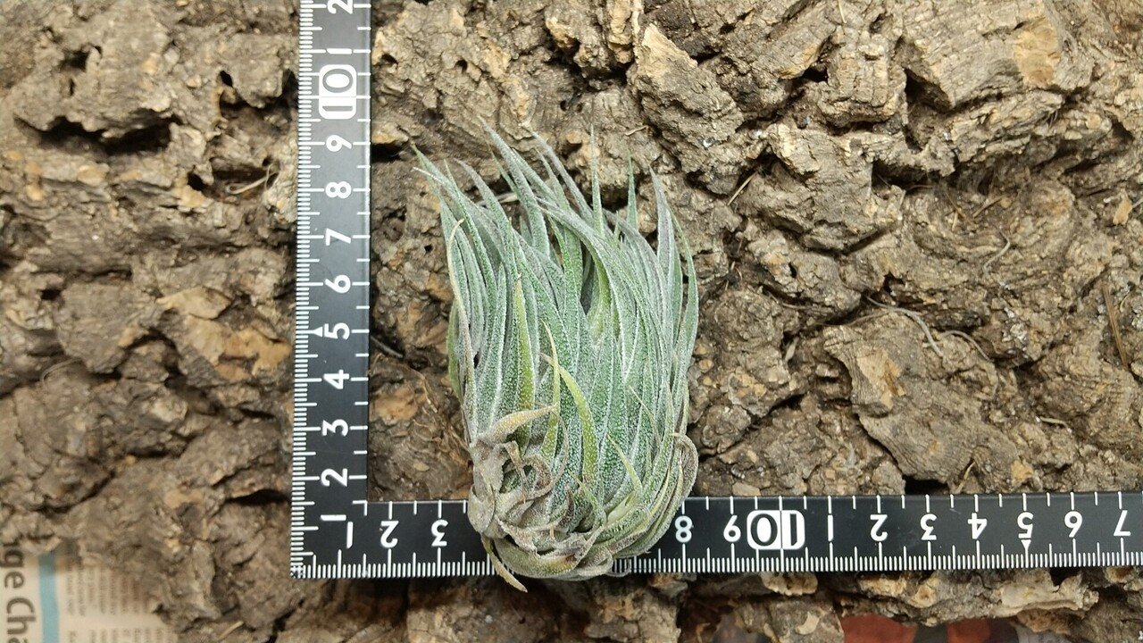 チランジア スプレンゲリアナ 臨海型ラージクローン sprengeriana