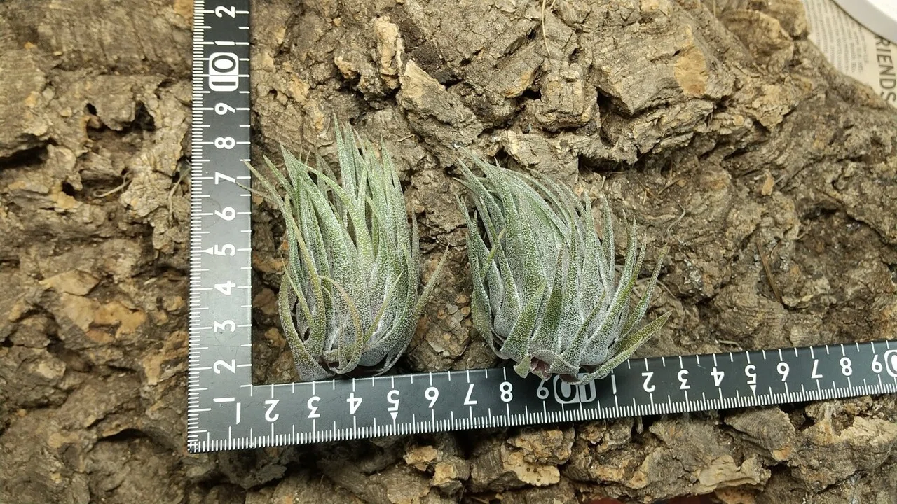 チランジア入荷リスト10/15｜NatureGarden🌿神田