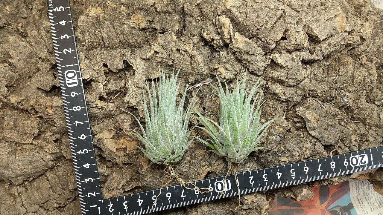 チランジア入荷リスト10/15｜NatureGarden🌿神田