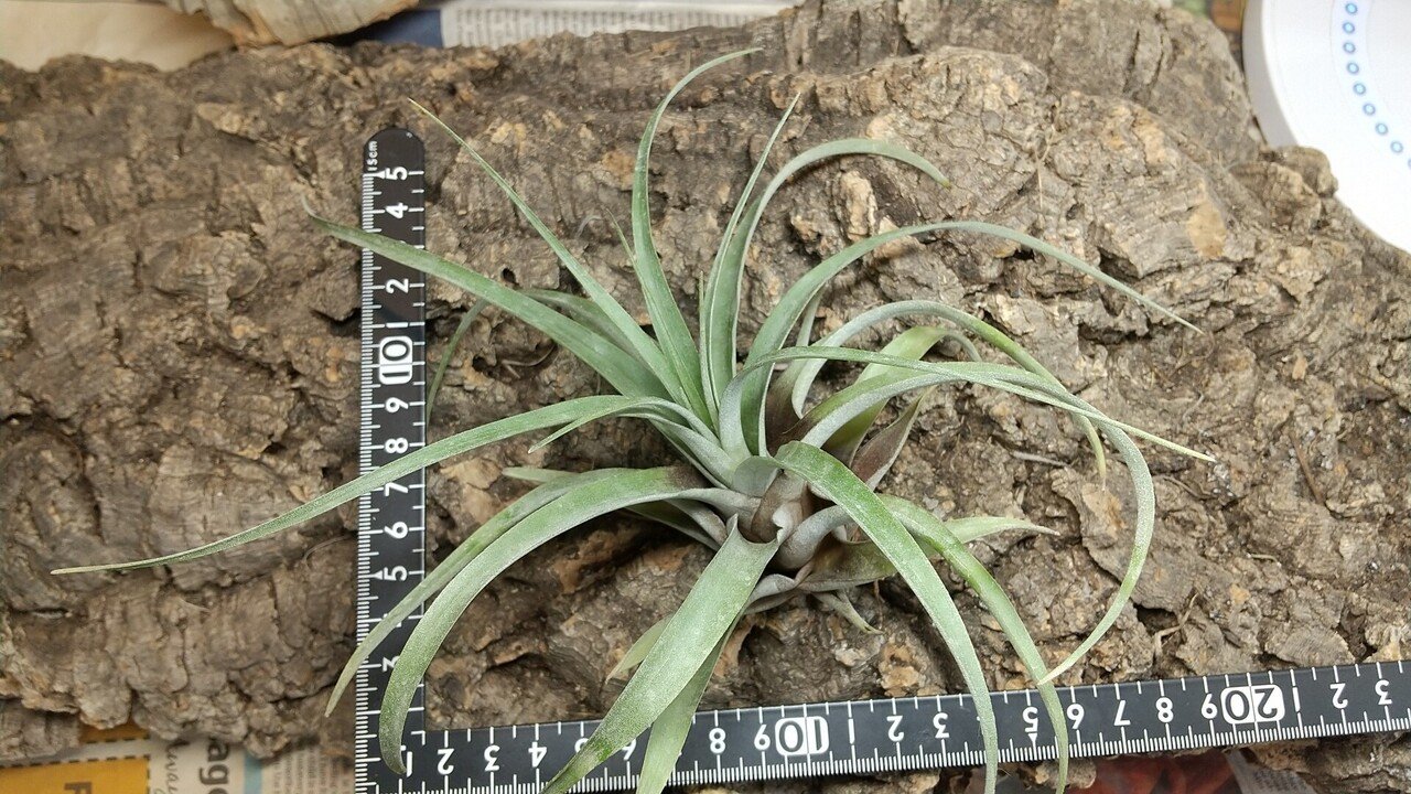 チランジア入荷リスト10/15｜NatureGarden🌿神田