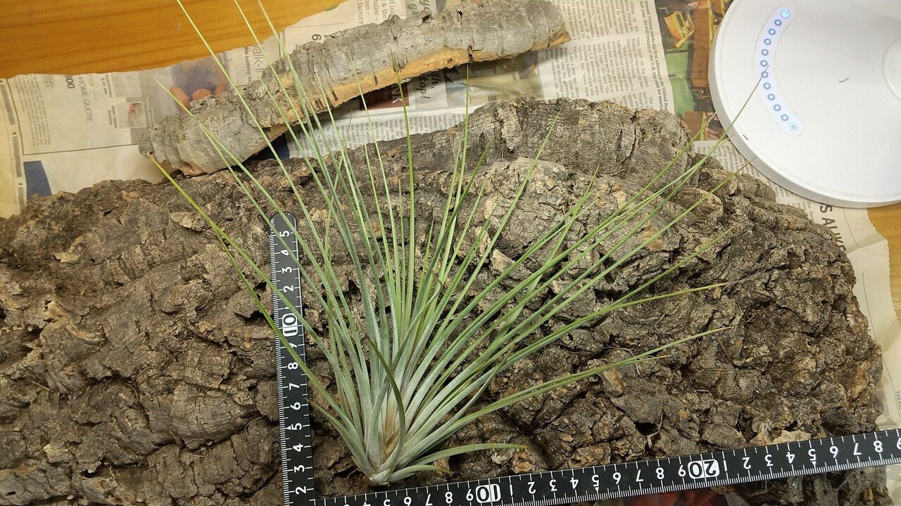チランジア入荷リスト10/15｜NatureGarden🌿神田