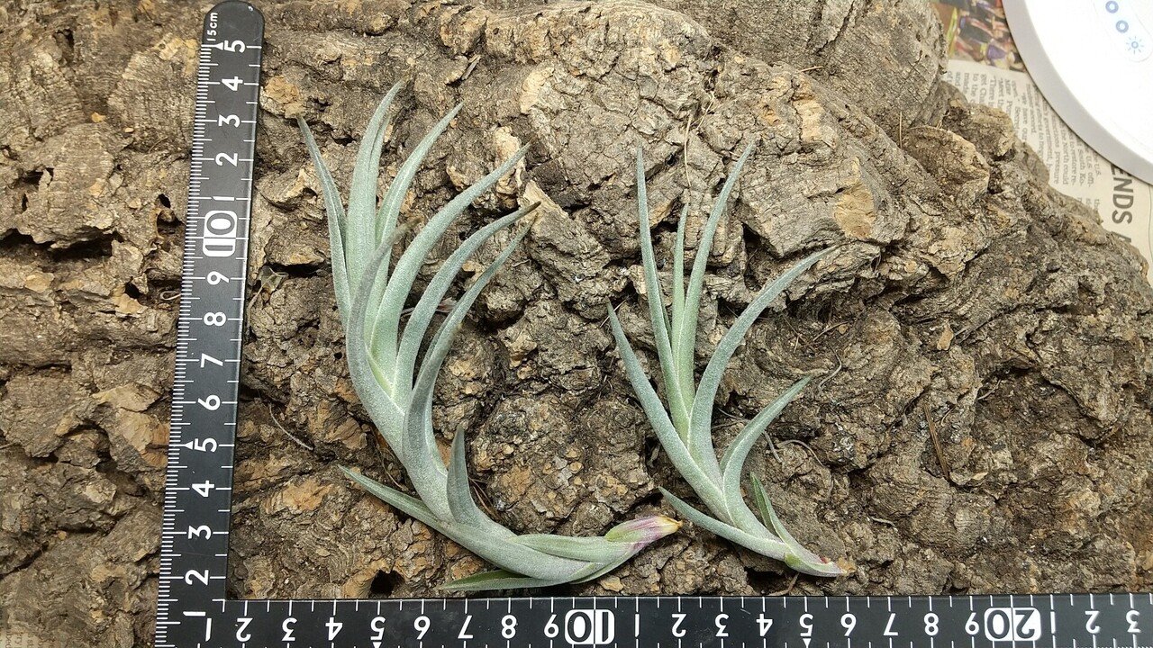 チランジア入荷リスト10/15｜NatureGarden🌿神田