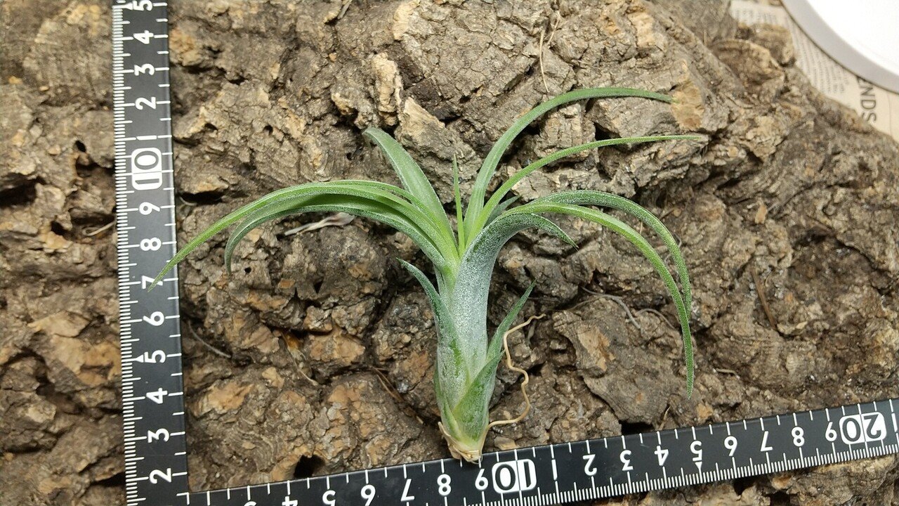 チランジア入荷リスト10/15｜NatureGarden🌿神田