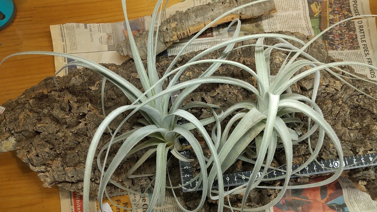 チランジア入荷リスト10/15|NatureGarden🌿神田 チランジア入荷リスト10/15|NatureGarden🌿神田
