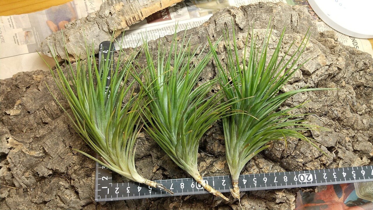 ティランジア　ヘウベルゲリ#6 ワイルドクローン ティランジア ヘウベルゲリ#6 ワイルドクローン