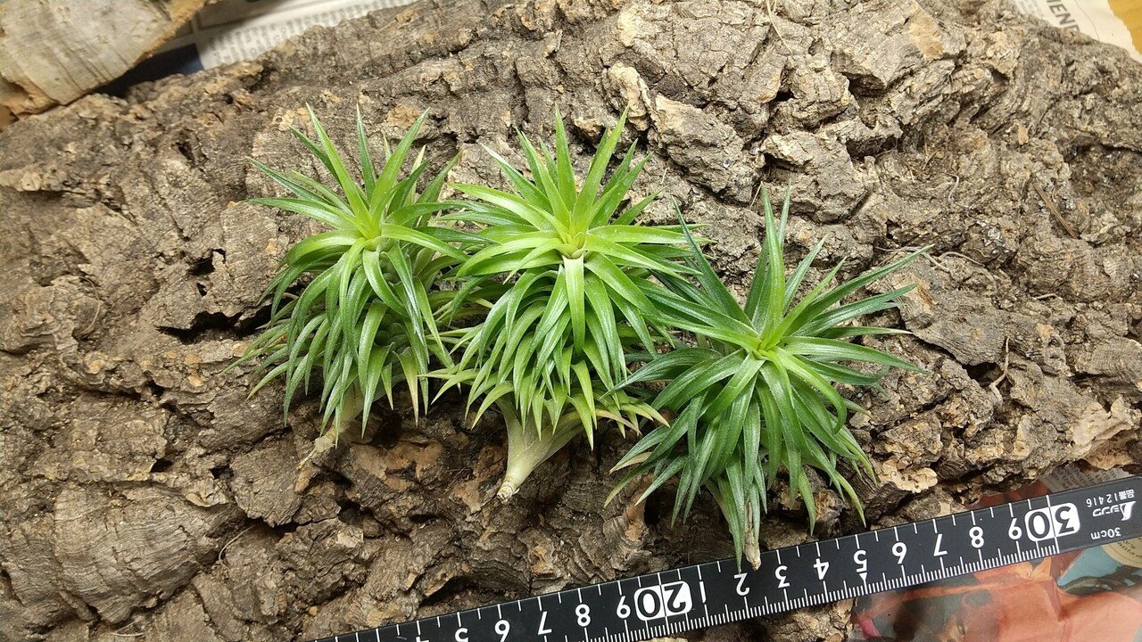 チランジア入荷リスト10/15｜NatureGarden🌿神田