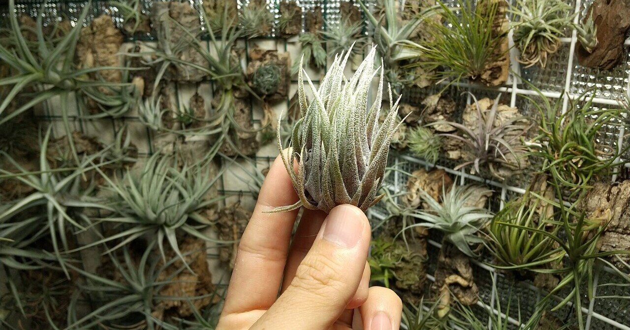 Tillandsia – SPECIES NURSERY