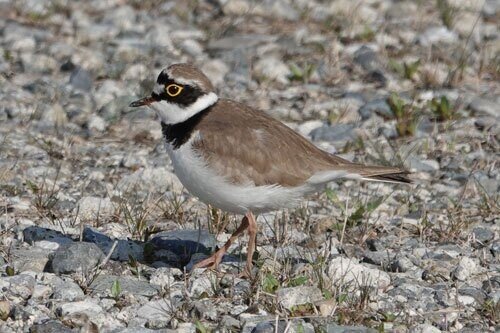 千葉手賀沼の自然を描く,日下賢二「風景」8号油彩,野鳥の群れ 千葉手賀