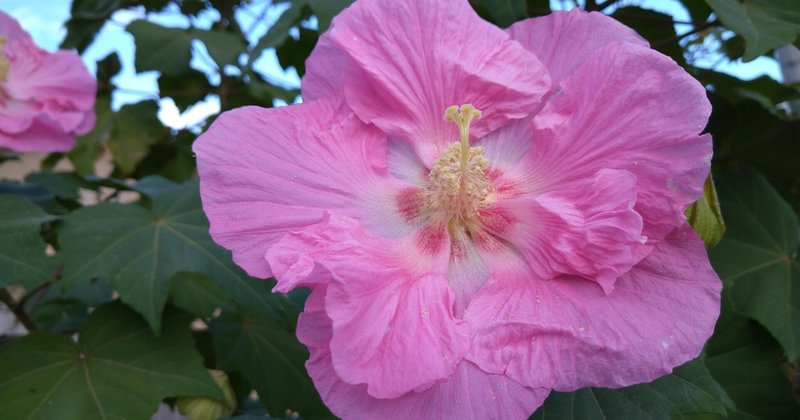 母なるもの の新着タグ記事一覧 Note つくる つながる とどける