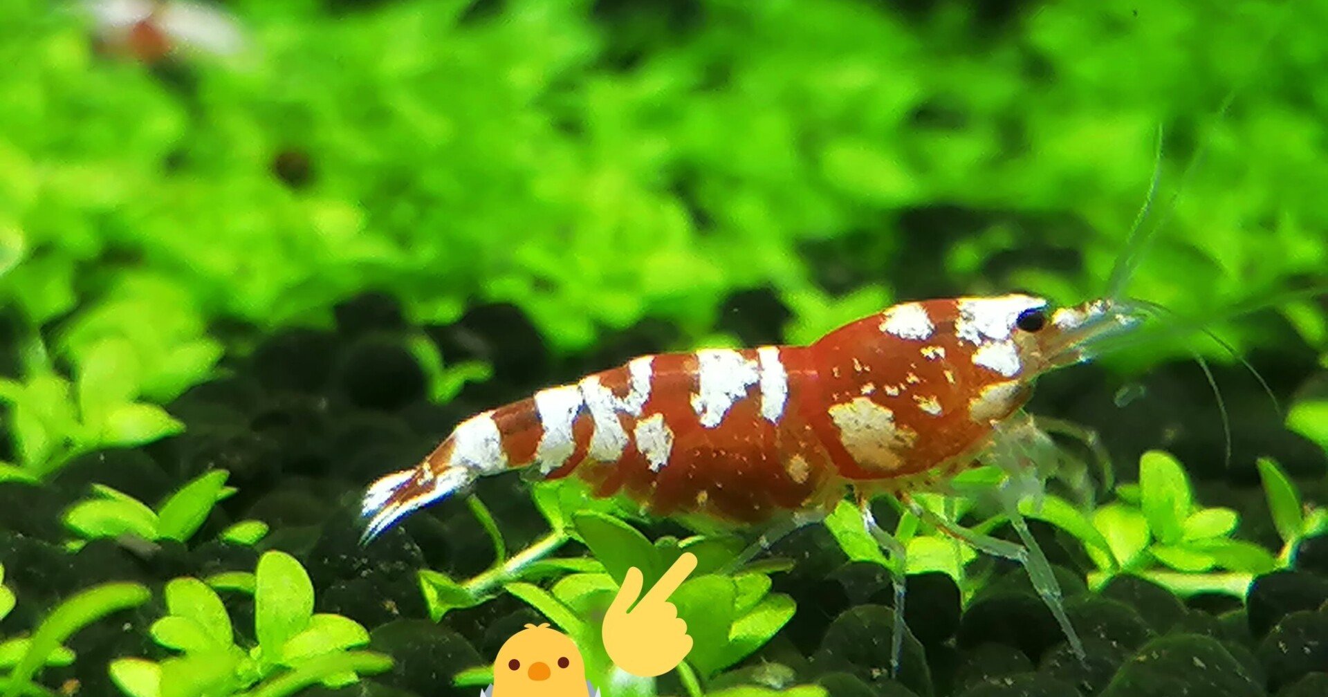 水槽に沸いた水カビを壊滅させた話 穴すたしあ Note