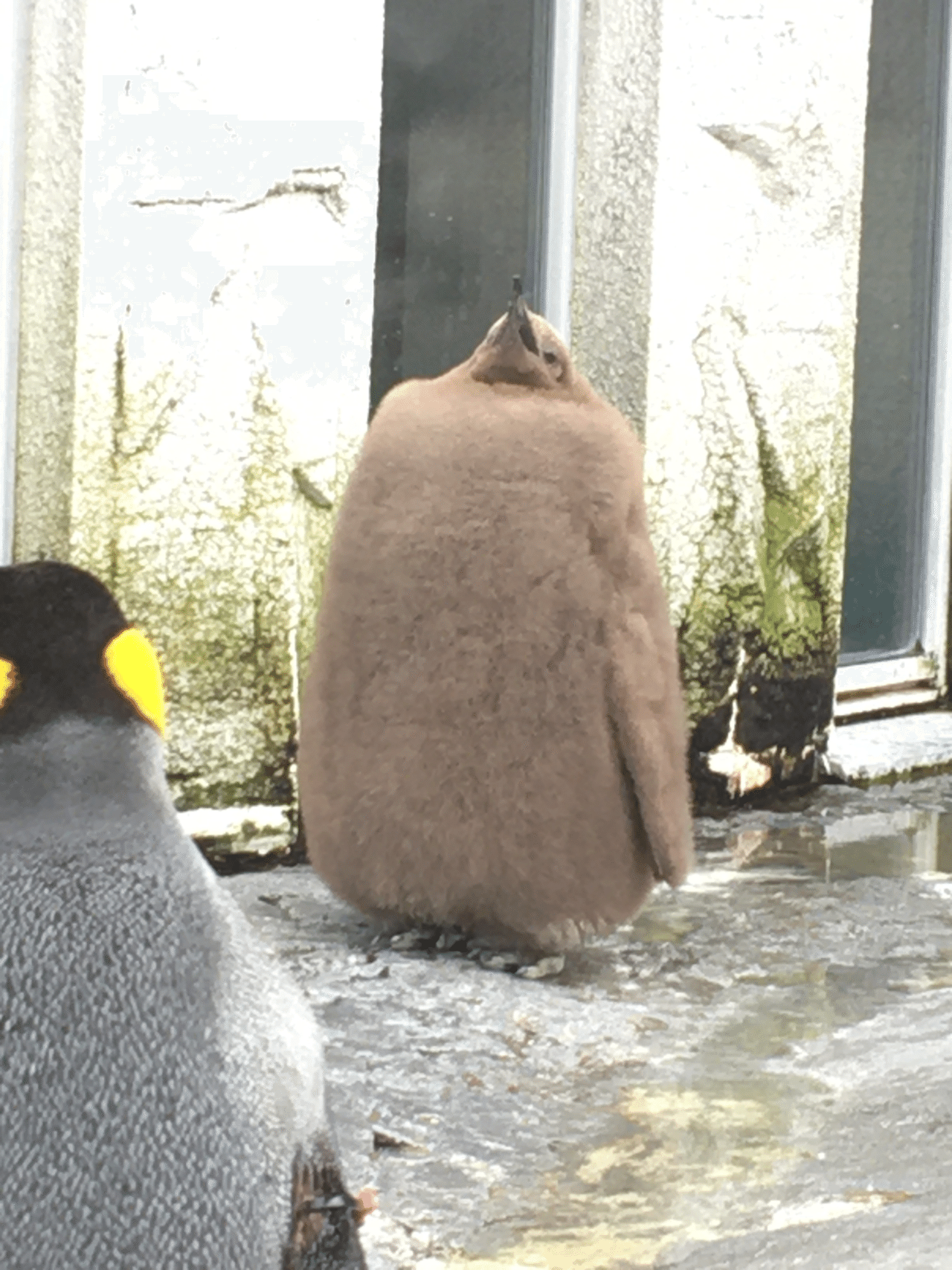 赤ちゃんに会いに プチお知らせ Penguinhouse Kembuchi Note 赤ちゃんに会いに プチお知らせ Penguinhouse Kembuchi Note