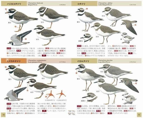 千葉手賀沼の自然を描く,日下賢二「風景」8号油彩,野鳥の群れ 千葉手賀沼の自然を描く,日下賢二「風景」8号油彩,野鳥の群れ