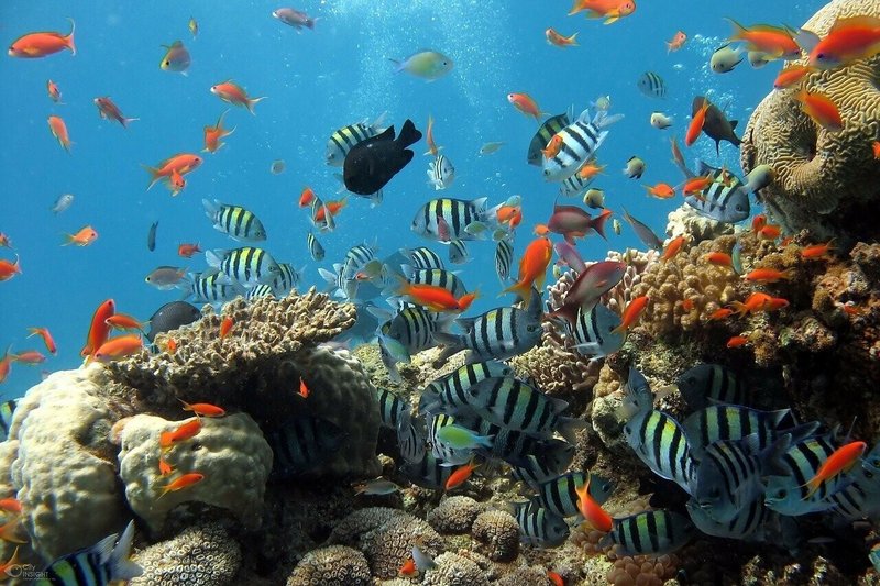 サンゴ礁、環境、地球温暖化、林文臣、戸川みゆき