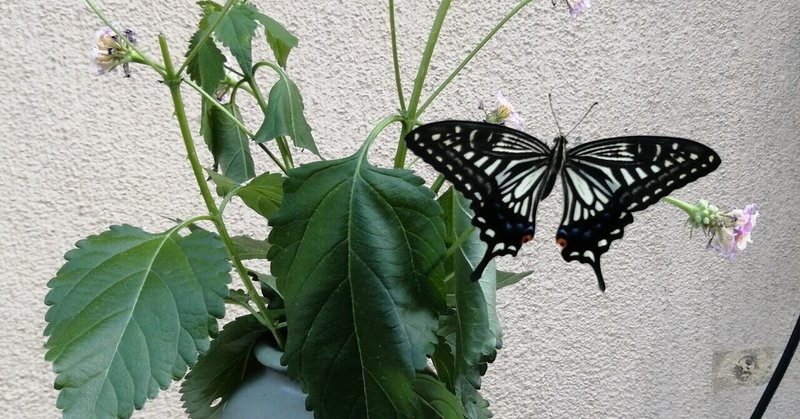 アゲハの成長 陽子絵画制作室 Note