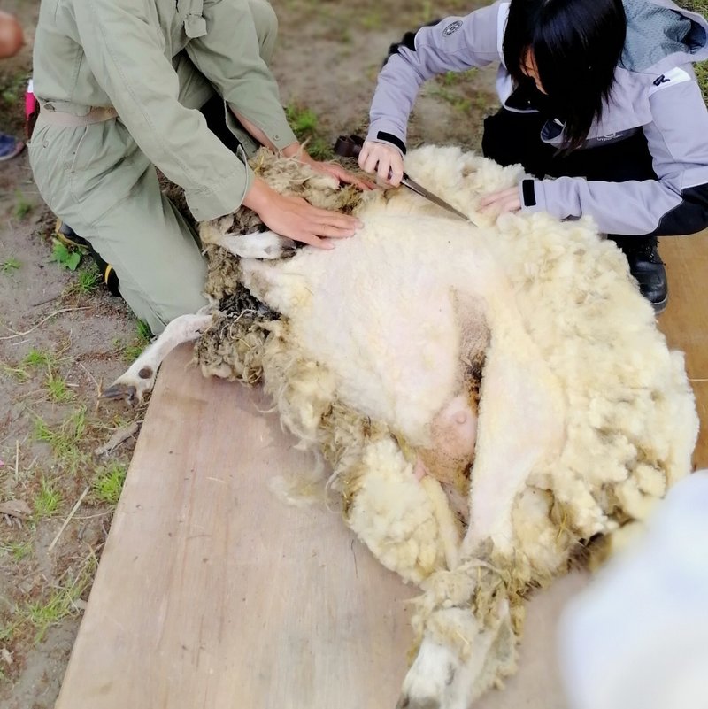 電気羊のバリカン 家畜の毛刈り機 13 USプラグ110V