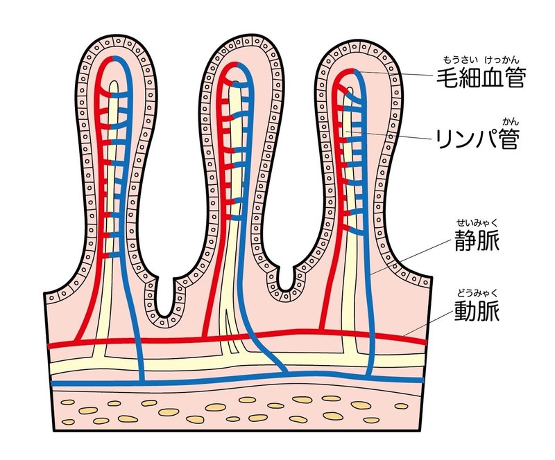絨毛 仕組み