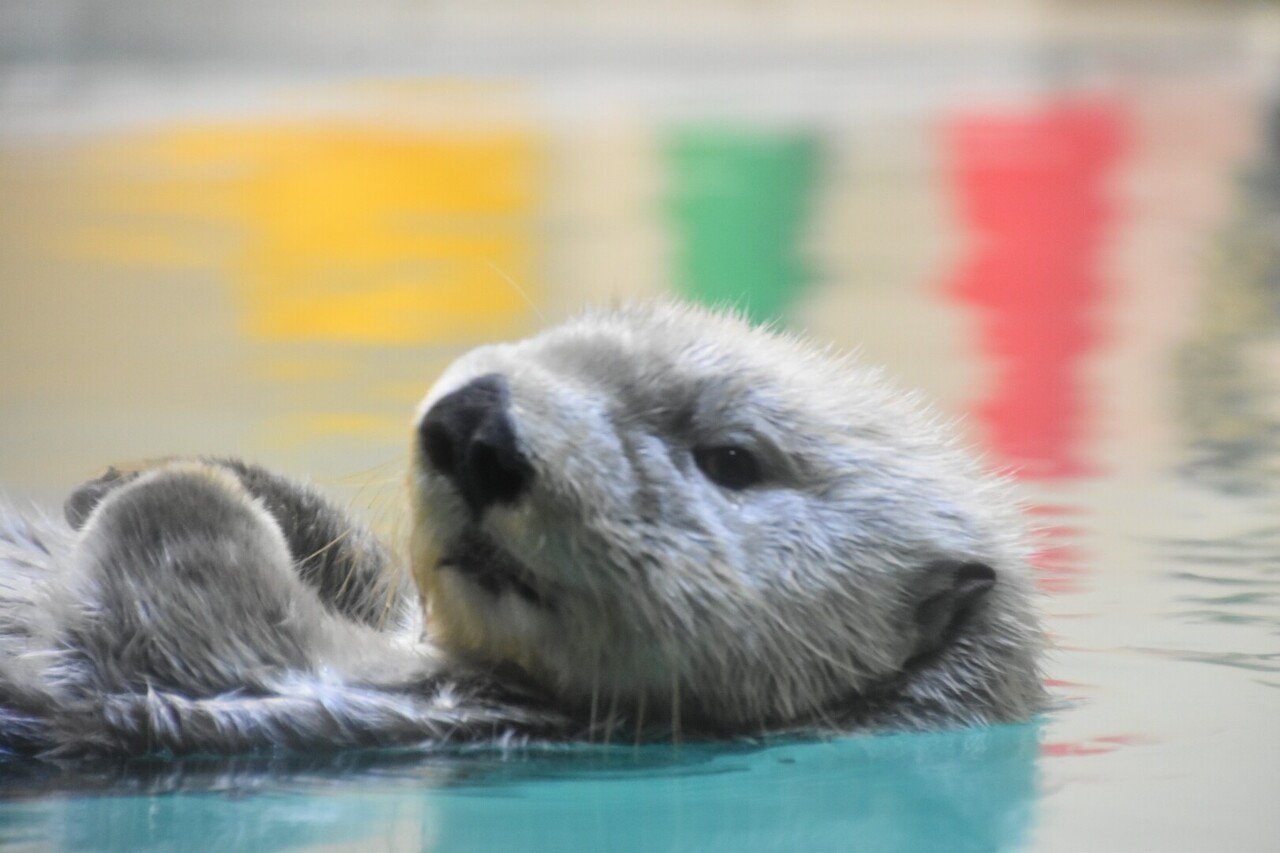 鳥羽水族館 ラッコ集 Maniera Note 鳥羽水族館 ラッコ集 Maniera Note