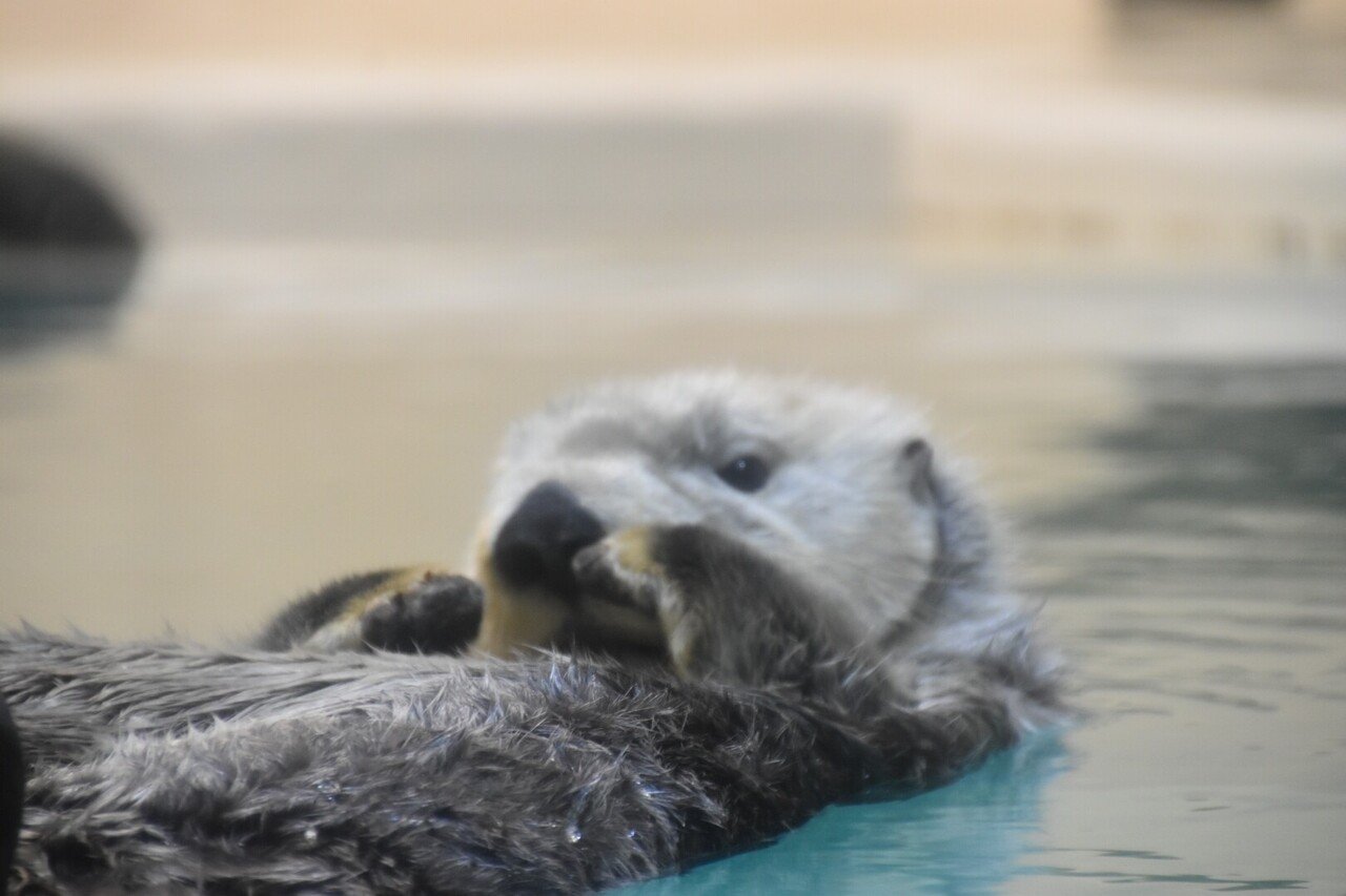 鳥羽水族館 ラッコ集 Maniera Note