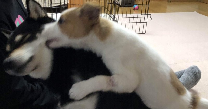 犬の遊び ワンプロ とは 本気の喧嘩との見分け方 違いは らいむ Note 犬の遊び ワンプロ とは 本気の喧嘩との見分け方 違いは らいむ Note