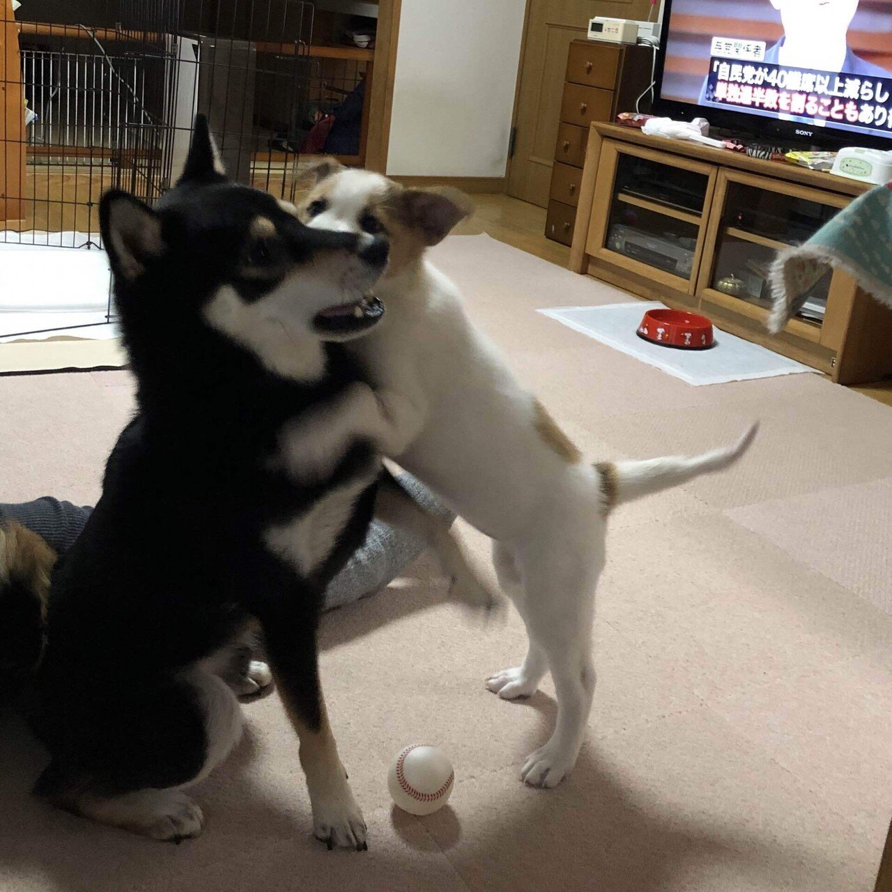 犬の遊び ワンプロ とは 本気の喧嘩との見分け方 違いは らいむ Note