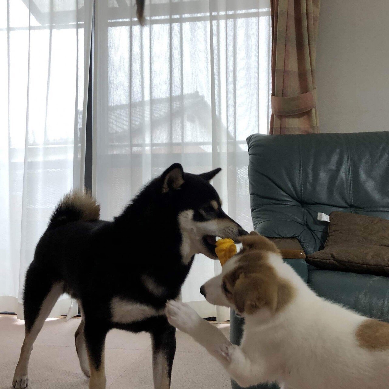 犬の遊び ワンプロ とは 本気の喧嘩との見分け方 違いは らいむ Note