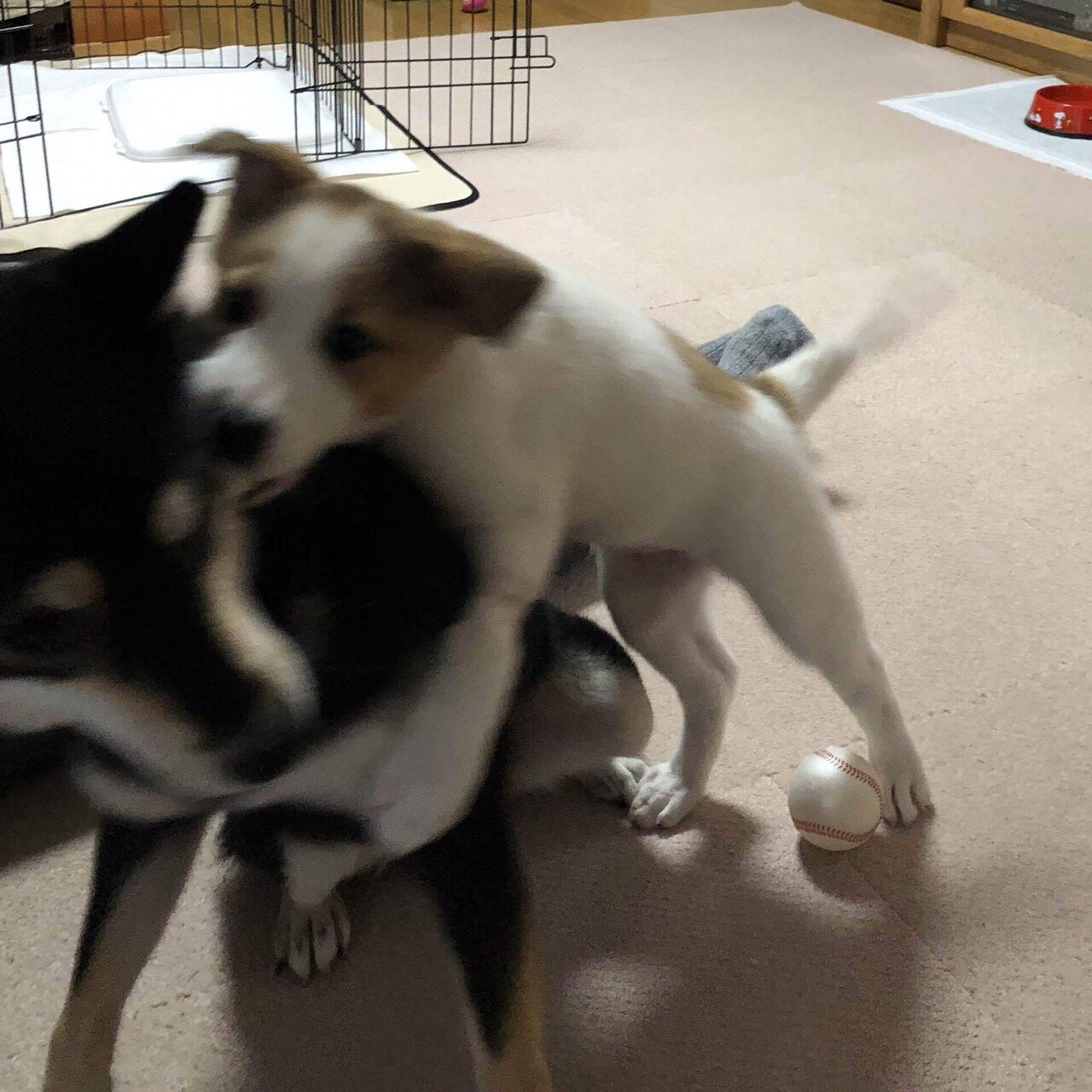 犬の遊び ワンプロ とは 本気の喧嘩との見分け方 違いは らいむ Note