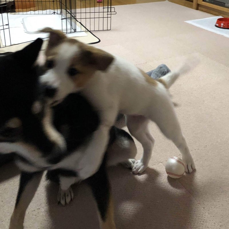 犬の遊び ワンプロ とは 本気の喧嘩との見分け方 違いは らいむ Note