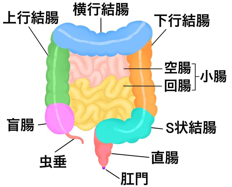 腸の仕組み