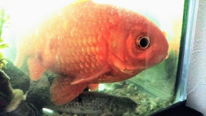 ドジョウ の新着タグ記事一覧 Note つくる つながる とどける